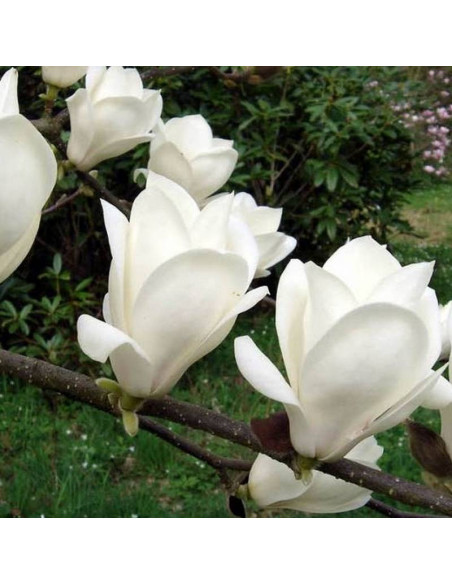 Alba Superba Magnolia soulangeana Magnolia pośrednia