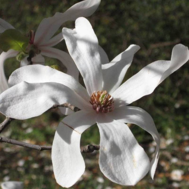 Magnolia Loebnera Merrill Magnolia loebneri