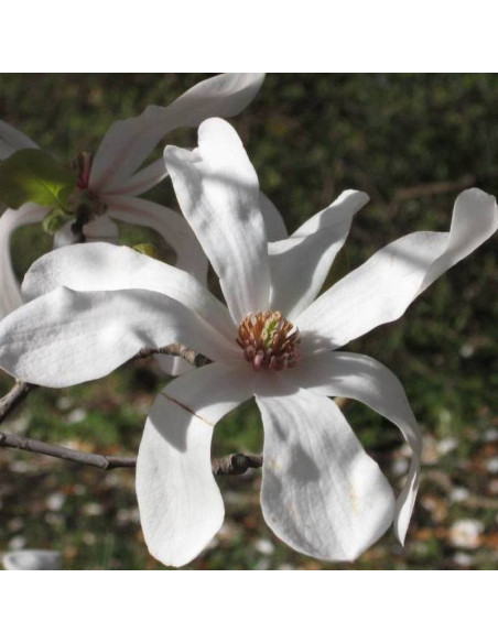 Magnolia Loebnera Merrill Magnolia loebneri