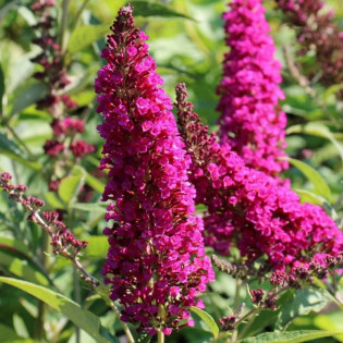 Budleja Davida Burgundy Buddleja davidii