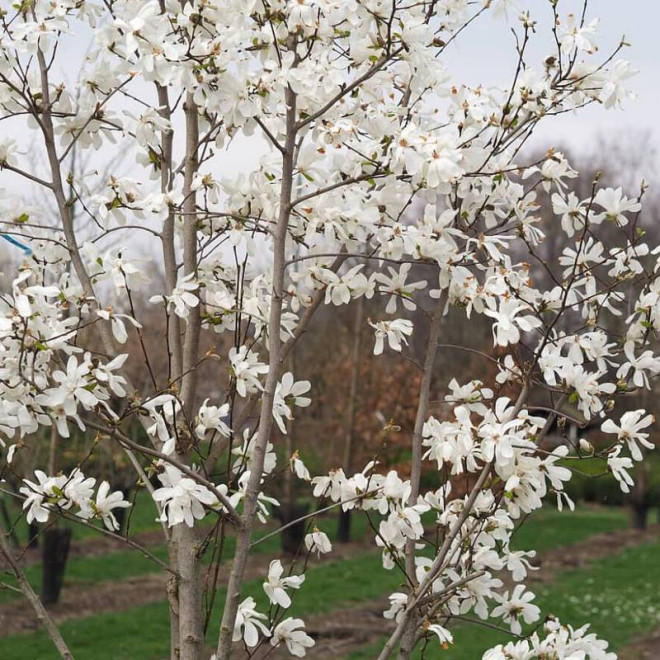 Magnolia loebneri Magnolia Loebnera Merrill