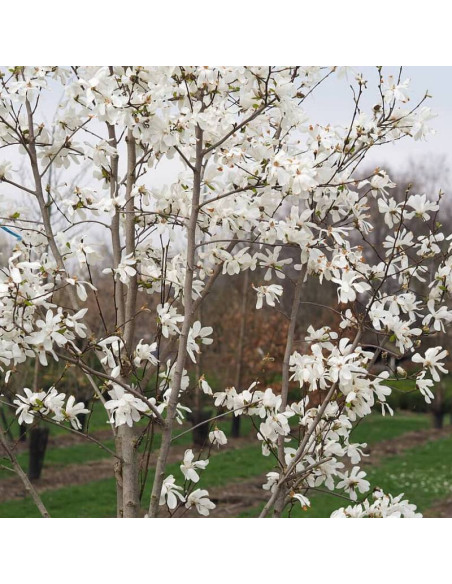 Magnolia loebneri Magnolia Loebnera Merrill