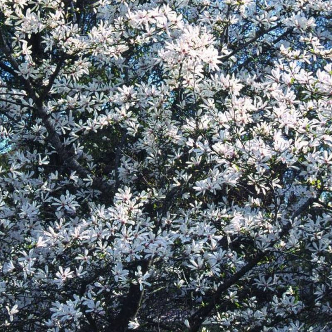 Merrill Magnolia loebneri Magnolia Loebnera