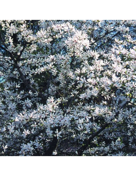 Merrill Magnolia loebneri Magnolia Loebnera