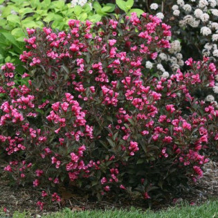 Wine & Roses Alexandra PBR Krzewuszka cudowna Weigela florida 2