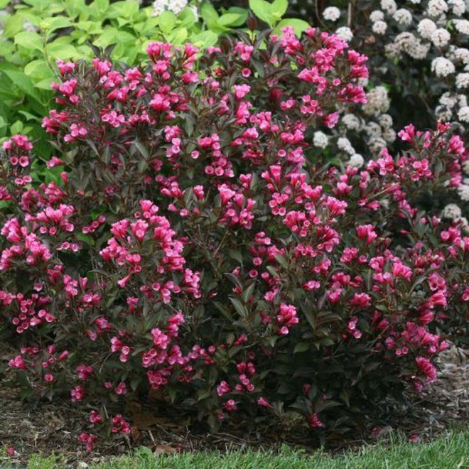 Weigela florida Wine & Roses Alexandra PBR Krzewuszka cudowna