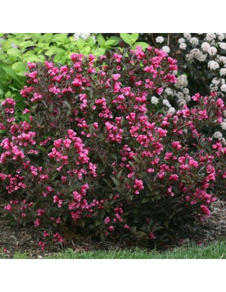 Weigela florida Wine & Roses Alexandra PBR Krzewuszka cudowna