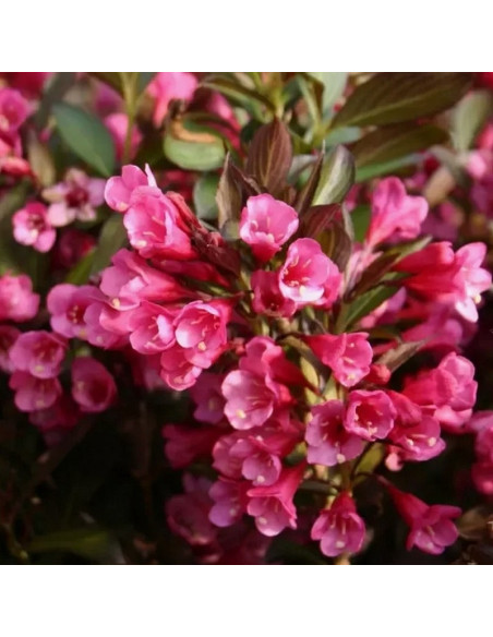 Wine & Roses Alexandra PBR Krzewuszka cudowna Weigela florida