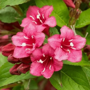 Eva Rathke Weigela Krzewuszka 2
