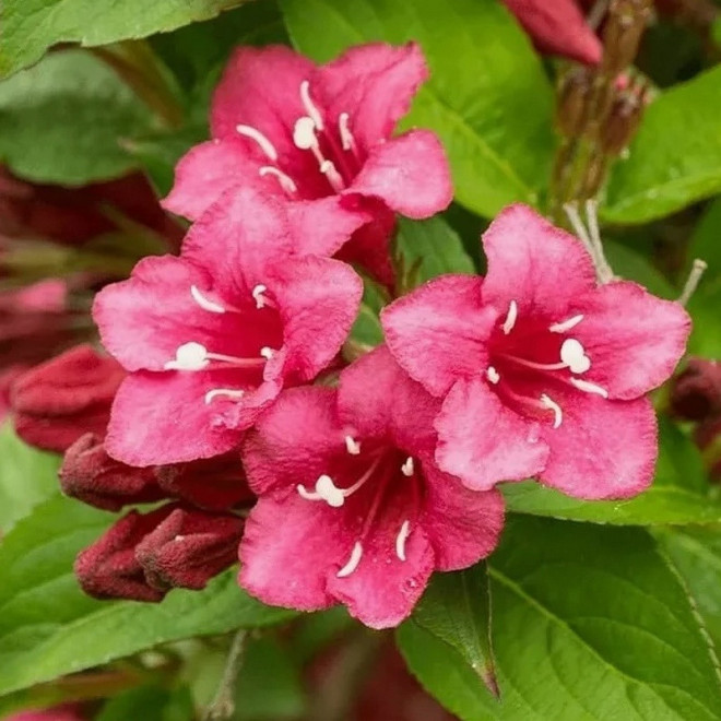 Krzewuszka Eva Rathke Weigela