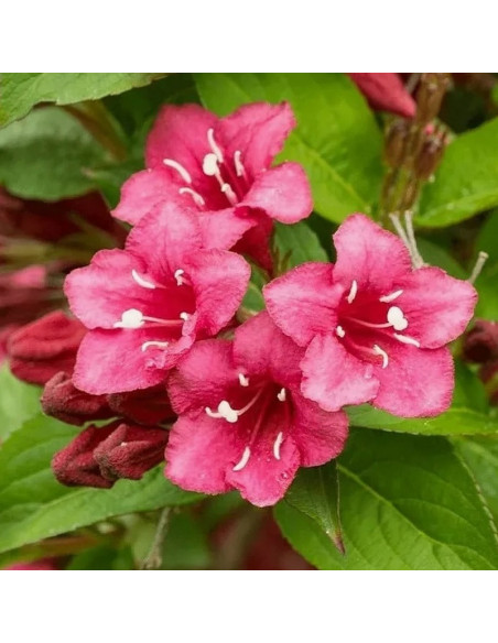 Krzewuszka Eva Rathke Weigela