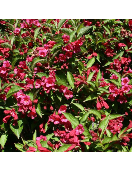 Weigela Eva Rathke Krzewuszka