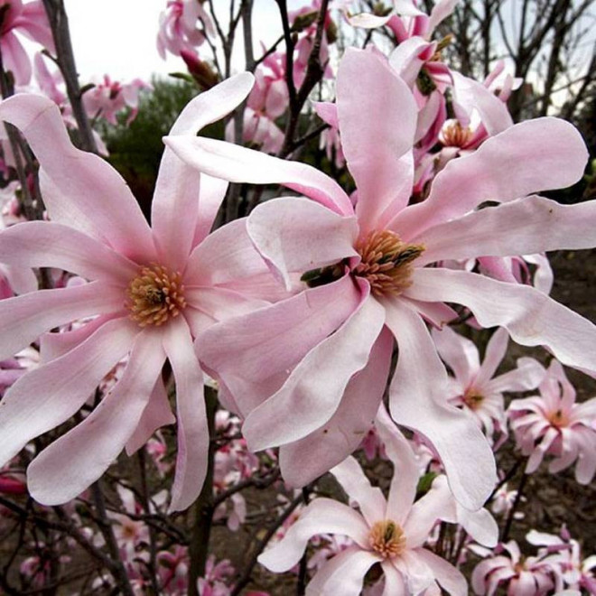 Magnolia Loebnera Leonard Messel Magnolia loebneri