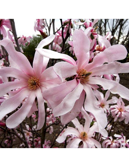 Magnolia Loebnera Leonard Messel Magnolia loebneri