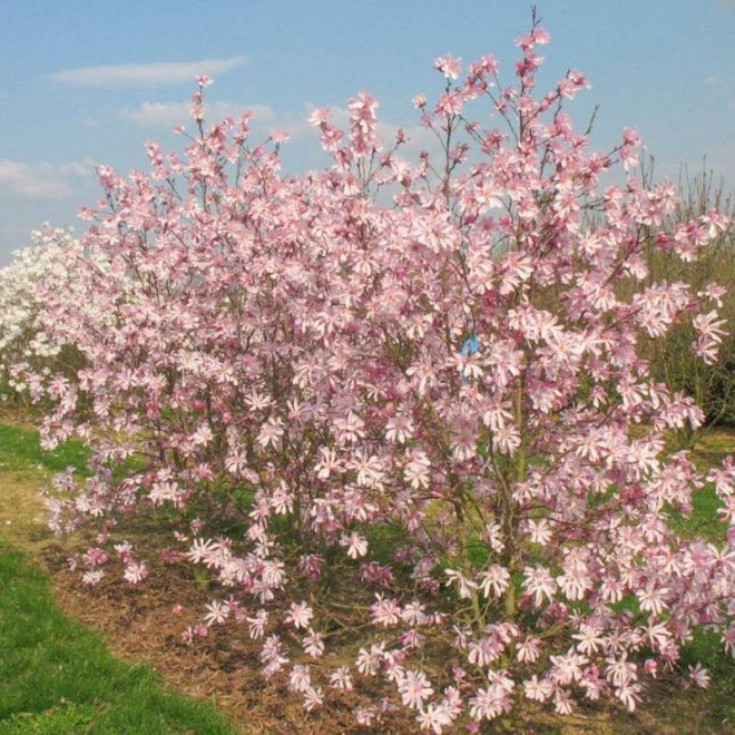 Magnolia loebneri Magnolia Loebnera Leonard Messel