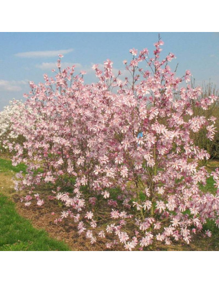 Magnolia loebneri Magnolia Loebnera Leonard Messel