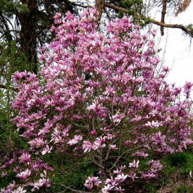 Leonard Messel Magnolia loebneri Magnolia Loebnera