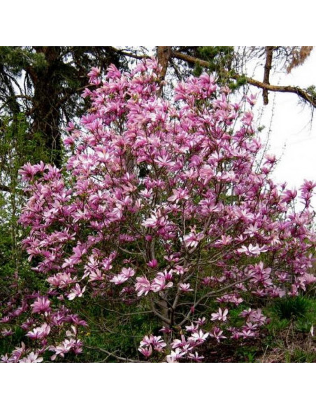 Leonard Messel Magnolia loebneri Magnolia Loebnera