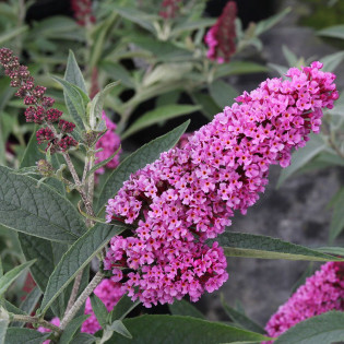 Budleja Davida Buzz Pink Purple PBR Buddleja davidii