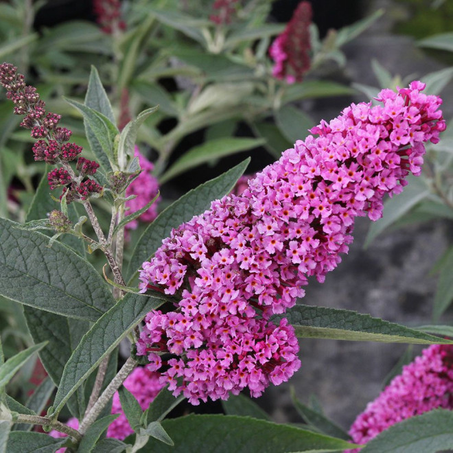 Budleja Davida Buzz Pink Purple PBR Buddleja davidii