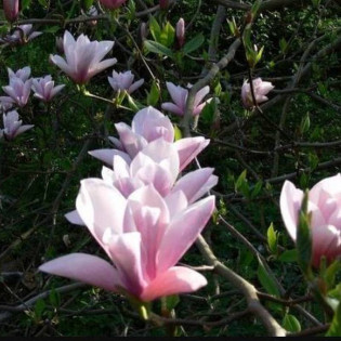 Magnolia Heaven Scent 2