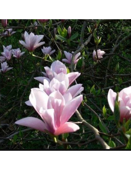 Magnolia Heaven Scent