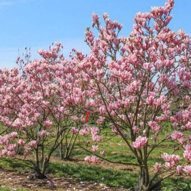 Magnolia Heaven Scent