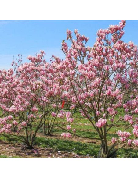 Magnolia Heaven Scent
