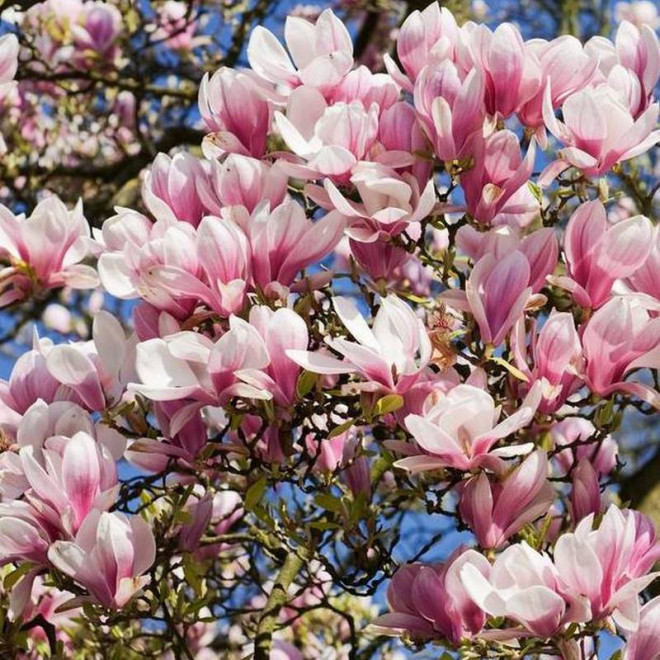 Magnolia Heaven Scent