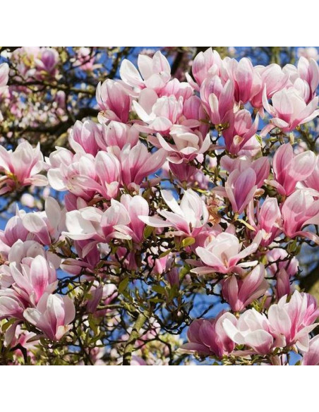 Magnolia Heaven Scent