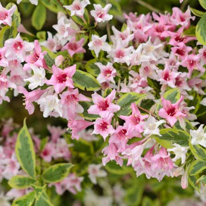 Weigela Krzewuszka Nana Variegata Weigela Krzewuszka Nana Variegata