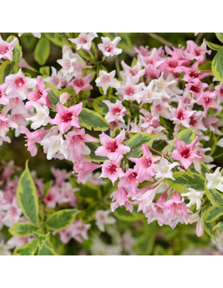 Weigela Krzewuszka Nana Variegata