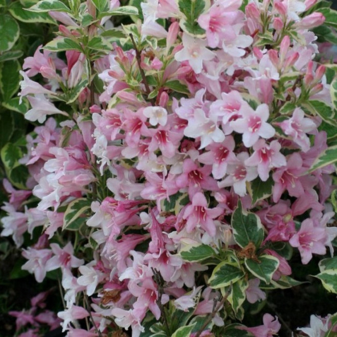 Nana Variegata Krzewuszka Weigela