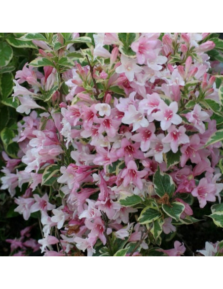 Nana Variegata Krzewuszka Weigela