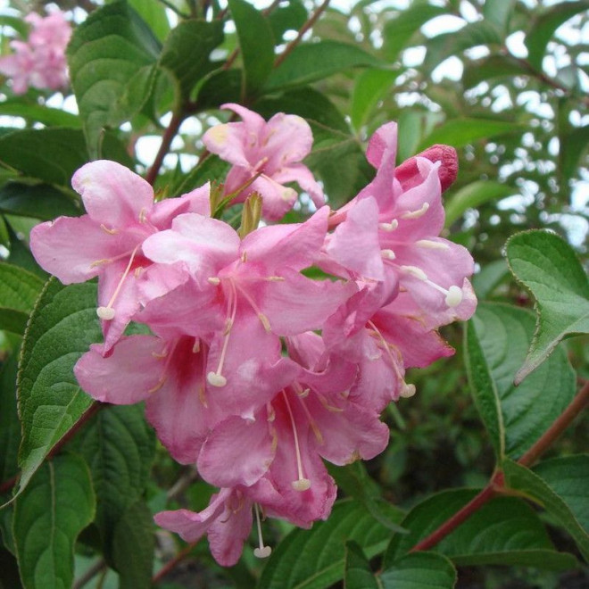 Rosea Krzewuszka Weigela