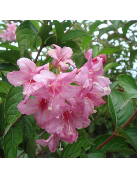 Rosea Krzewuszka Weigela