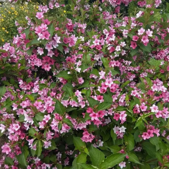 Weigela Krzewuszka Rosea