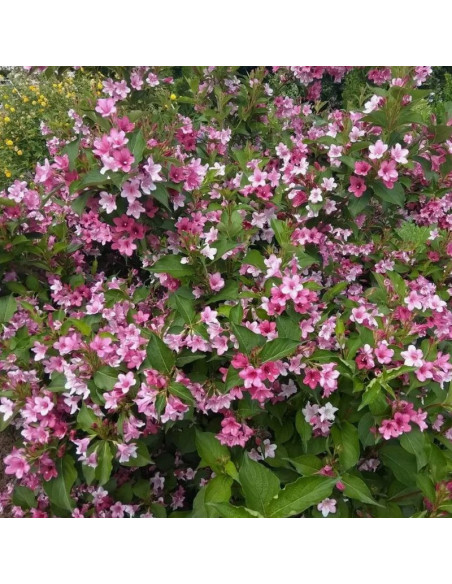 Weigela Krzewuszka Rosea