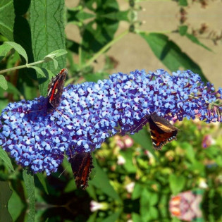 Budleja Davida Buzz Sky Blue Buddleja davidii