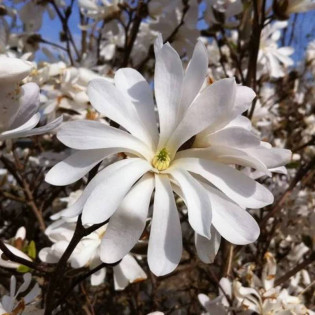 Magnolia stellata Magnolia gwiaździsta Royal Star