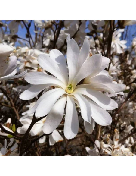 Magnolia stellata Magnolia gwiaździsta Royal Star