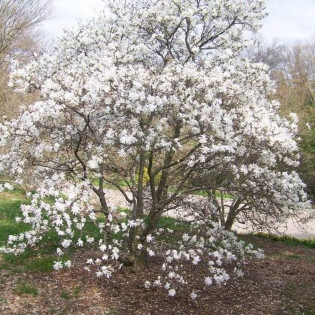 Magnolia stellata Magnolia gwiaździsta Royal Star 2