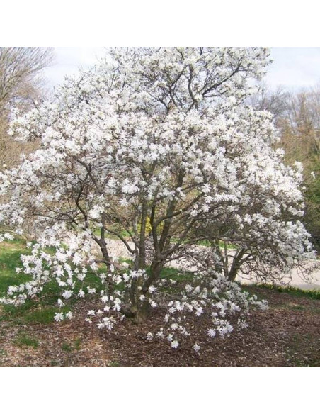 Magnolia gwiaździsta Royal Star Magnolia stellata