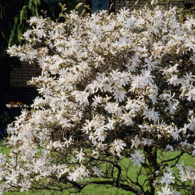 Royal Star Magnolia stellata Magnolia gwiaździsta