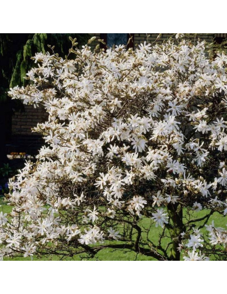 Royal Star Magnolia stellata Magnolia gwiaździsta