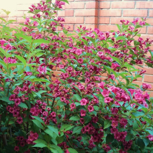Krzewuszka Weigela Rumba 2