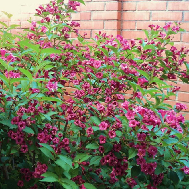 Weigela Krzewuszka Rumba