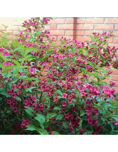 Weigela Krzewuszka Rumba