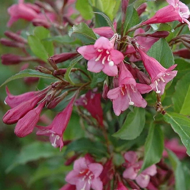 Krzewuszka Weigela Rumba