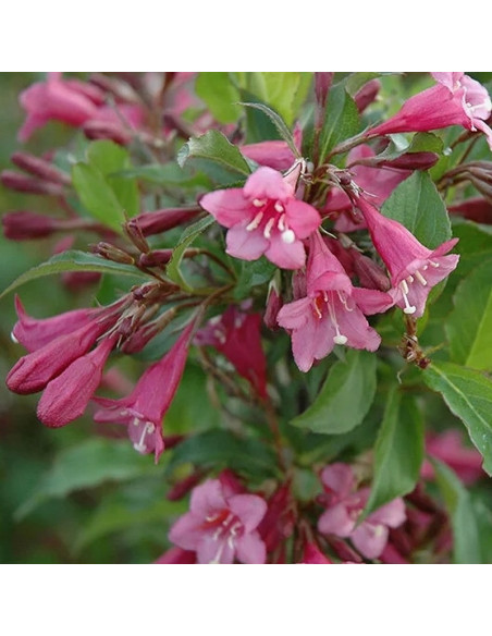 Krzewuszka Weigela Rumba